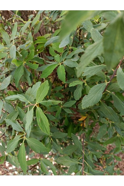 Спірея Ланцеолата вузьке зубчасте листя